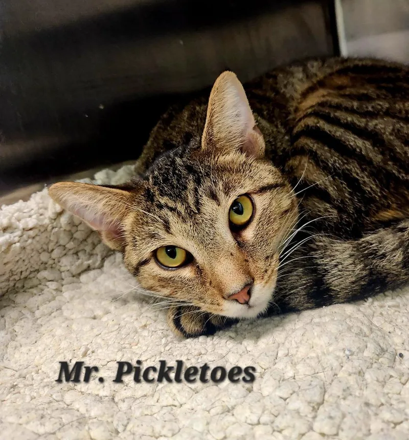 A young medium-sized male Domestic Short Hair cat named Mr. Pickletoes for adoption in Cambridge, MD