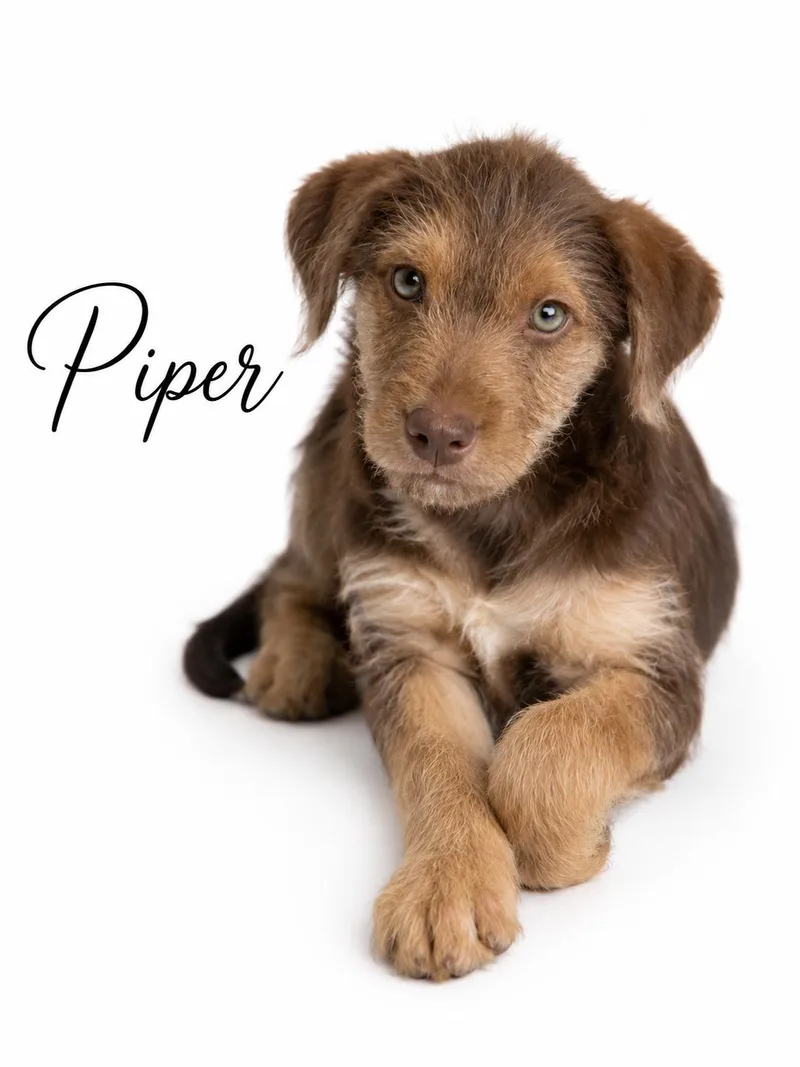 Piper