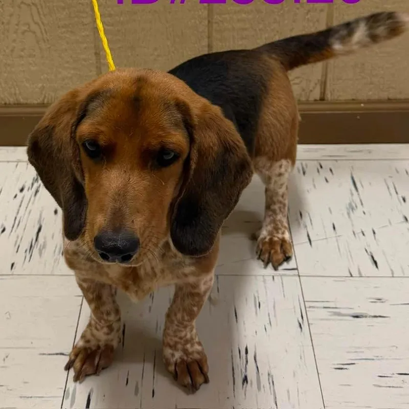 An adult medium-sized female Brown / Chocolate Basset Hound dog named Ladybug for adoption in Austin, TX