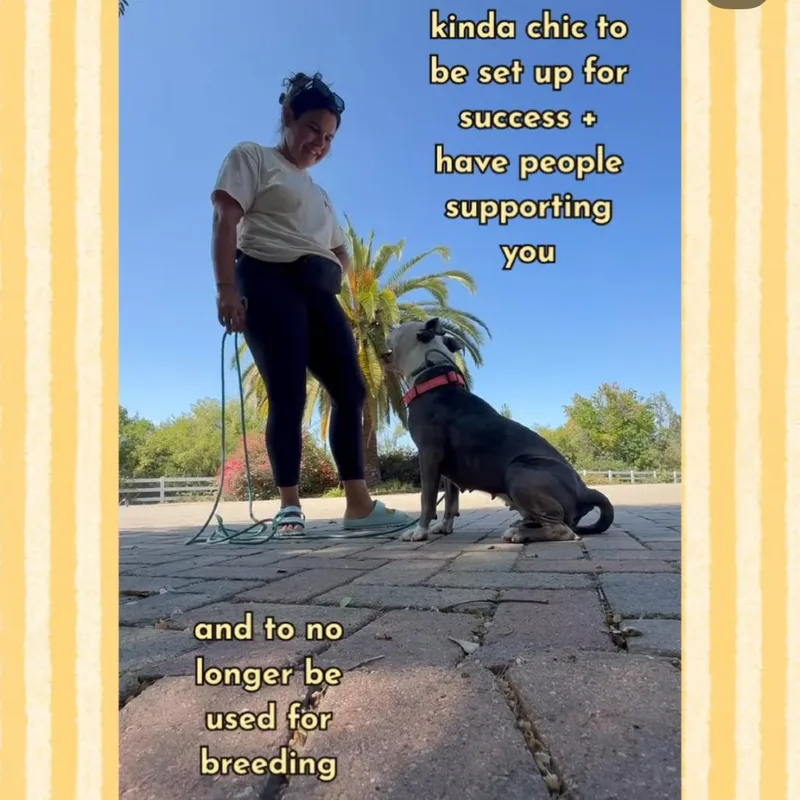 An adult medium-sized female American Staffordshire Terrier dog named Wendy for adoption in San Diego, CA