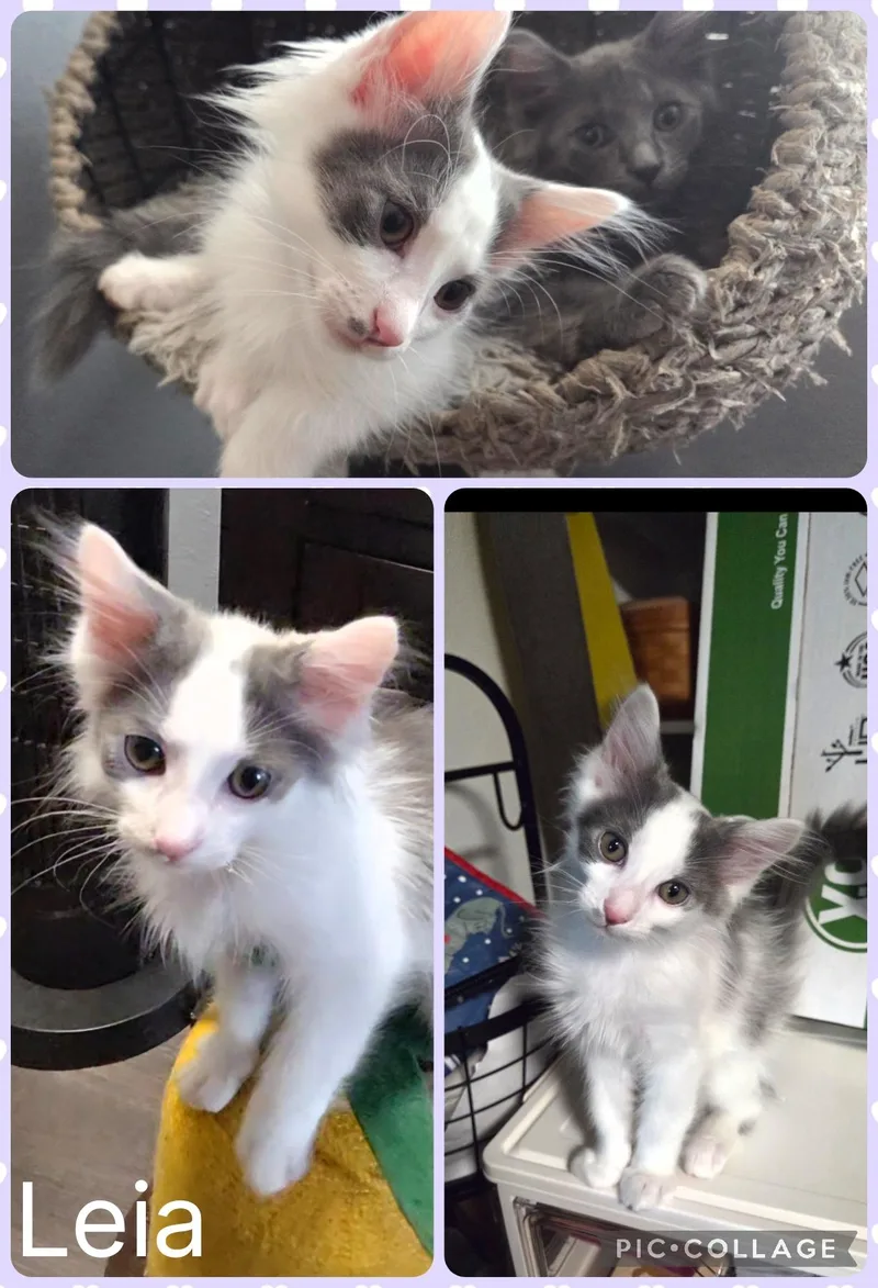 A baby small-sized female Gray & White Domestic Medium Hair cat named Leia for adoption in Newberg, OR