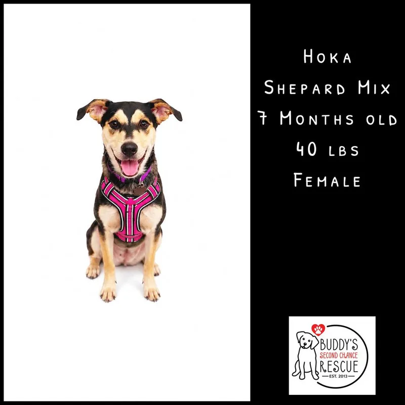 Hoka thumbnail 2