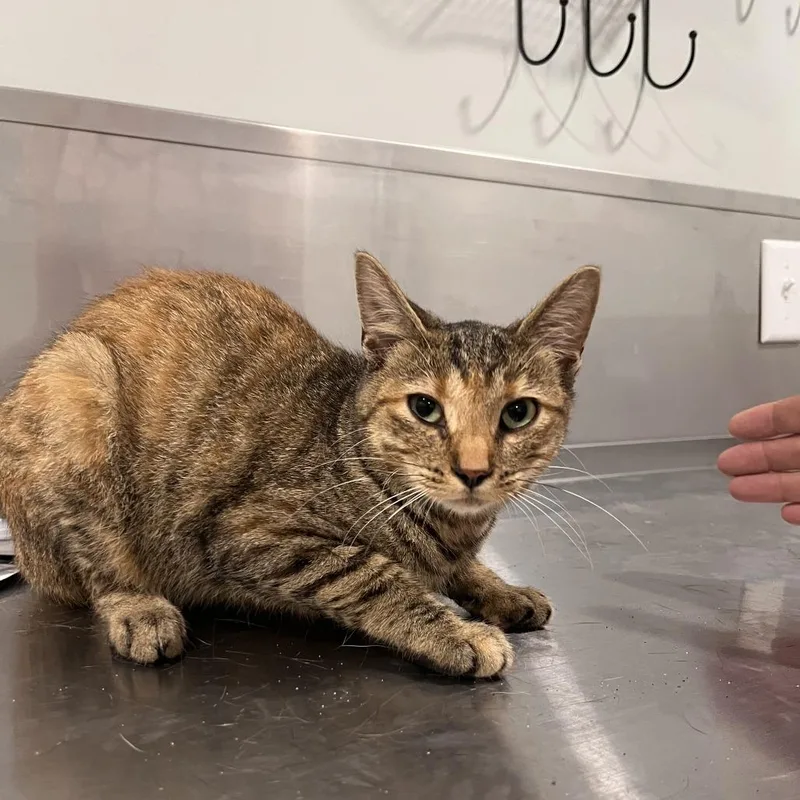 A young medium-sized female Brown / Chocolate Domestic Short Hair cat named Melissa McCall for adoption in Washburn, MO