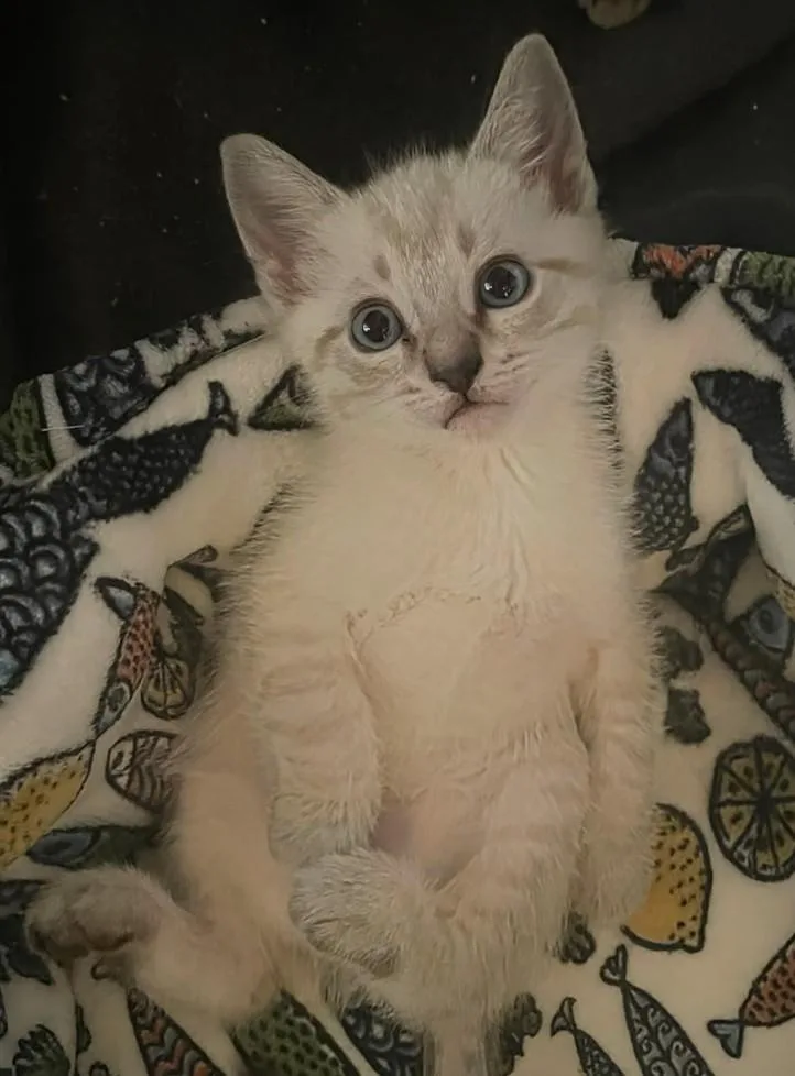 A baby medium-sized male Tabby (Gray / Blue / Silver) Siamese cat named Bosco for adoption in San Juan Capistrano, CA