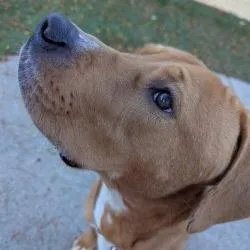 An adult medium-sized male Mixed Breed dog named Swag for adoption in Indianapolis, IN