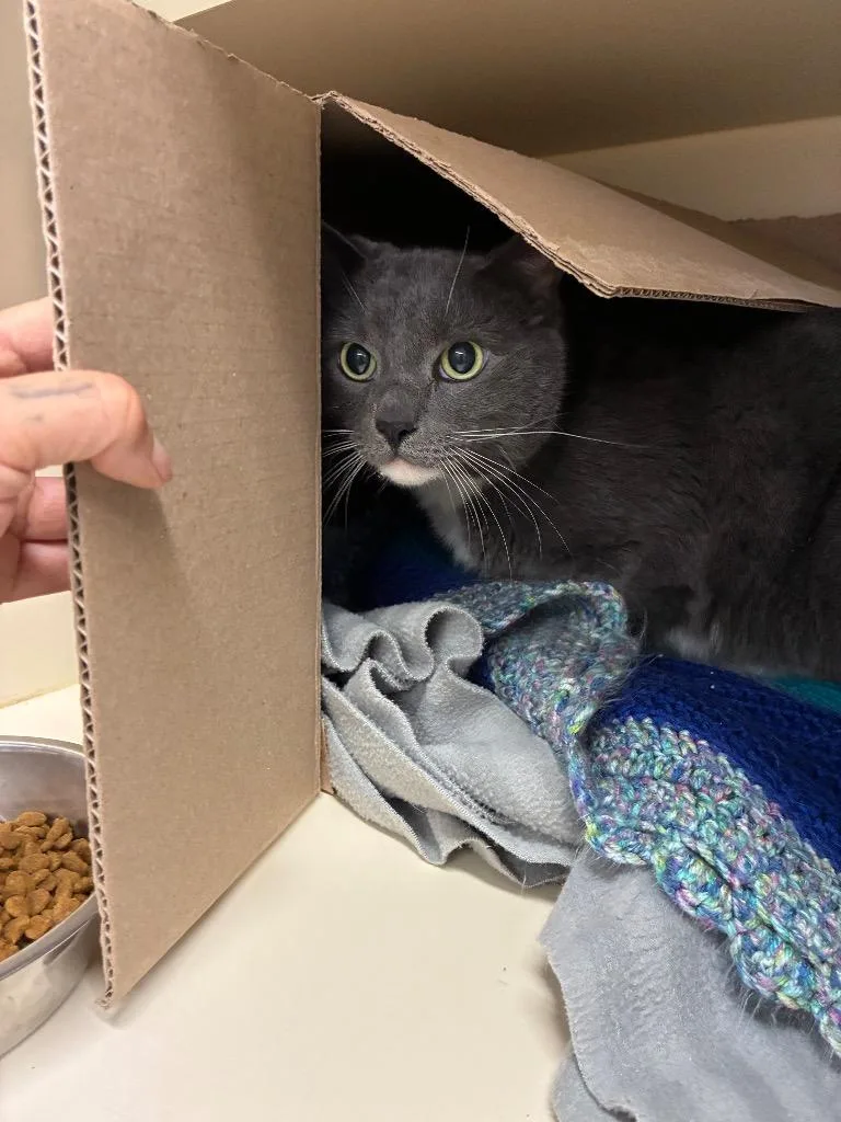 An adult medium-sized male Domestic Short Hair cat named Prince for adoption in Bloomington, IN