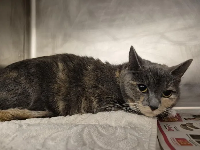 A young medium-sized female Domestic Short Hair cat named Felicity for adoption in Hagerstown, MD