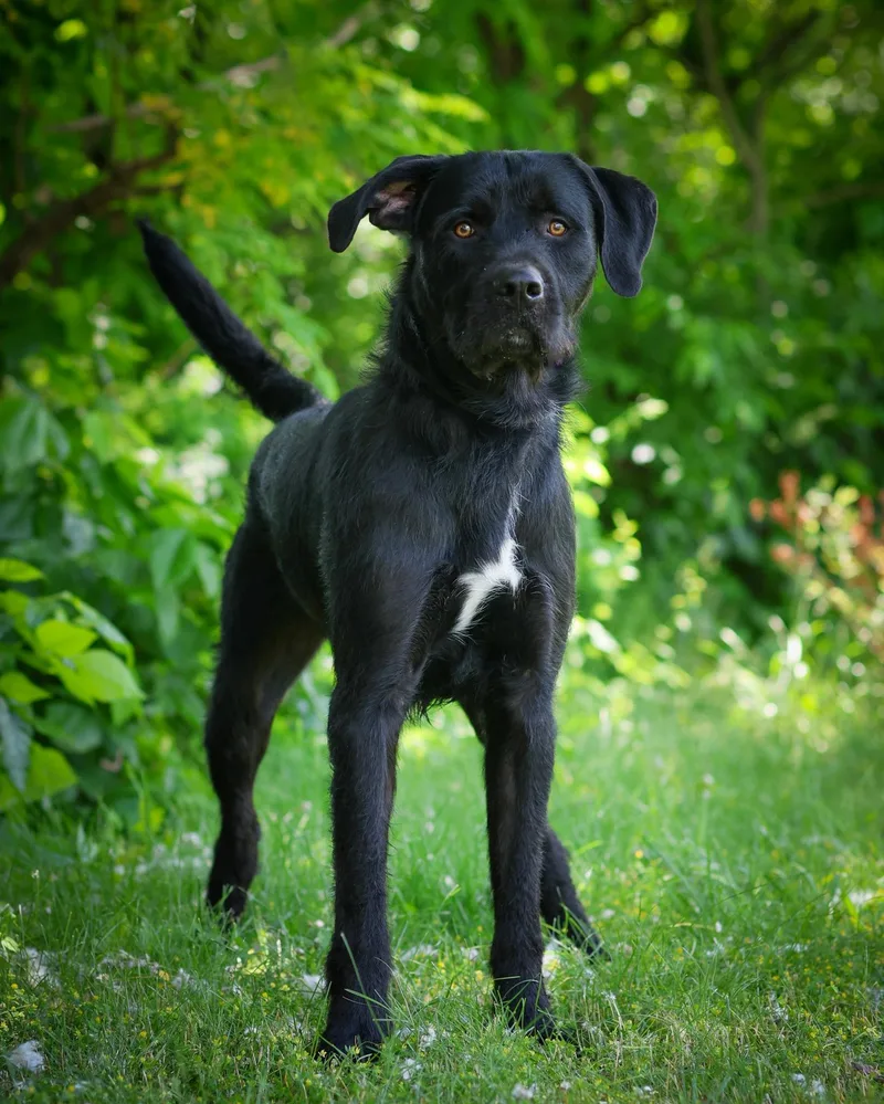 A young large-sized male Black Labrador Retriever dog named Bach for adoption in Bridgeport, CT