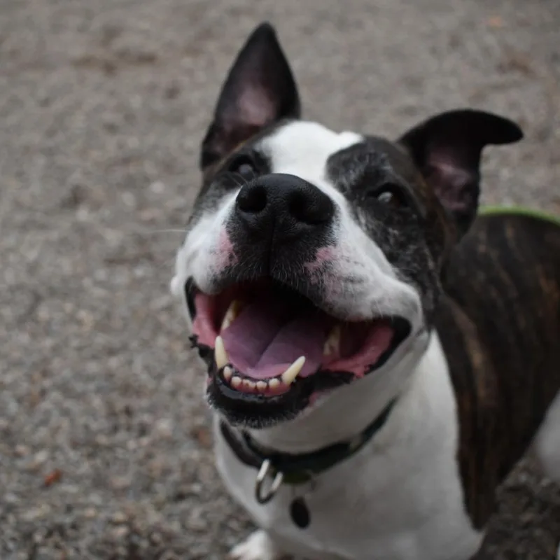 A senior medium-sized male Brown / Chocolate Mixed Breed dog named Chops for adoption in Fairport, NY