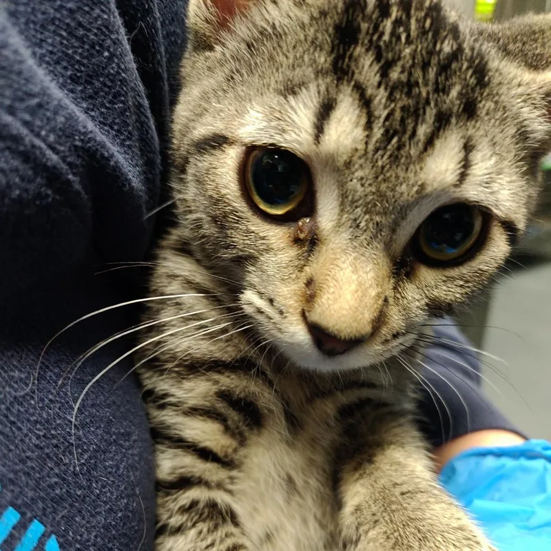 A baby small-sized male Gray / Blue / Silver Domestic Medium Hair cat named Pozole for adoption in Allentown, PA