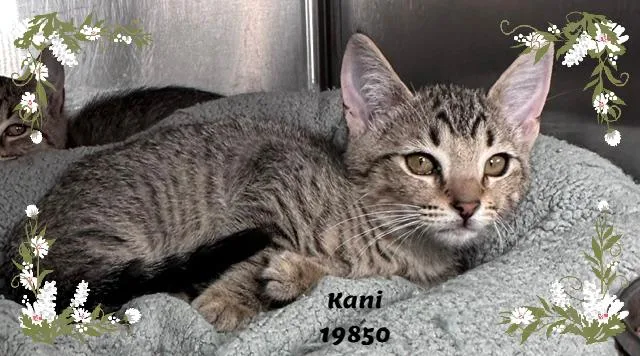 A baby small-sized female Tabby (Buff / Tan / Fawn) Domestic Short Hair cat named Kani for adoption in Marietta, GA