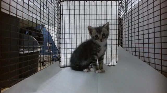 A baby small-sized male Domestic Short Hair cat named Benson for adoption in Miami, FL