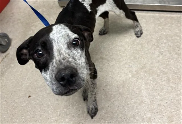 Bailey Longtime Resident!