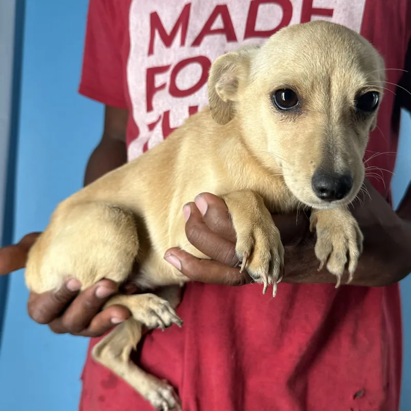 Millie  Local April thumbnail 2