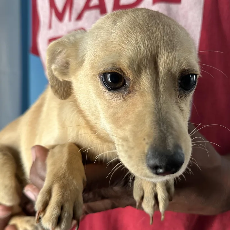 Millie  Local April thumbnail 3