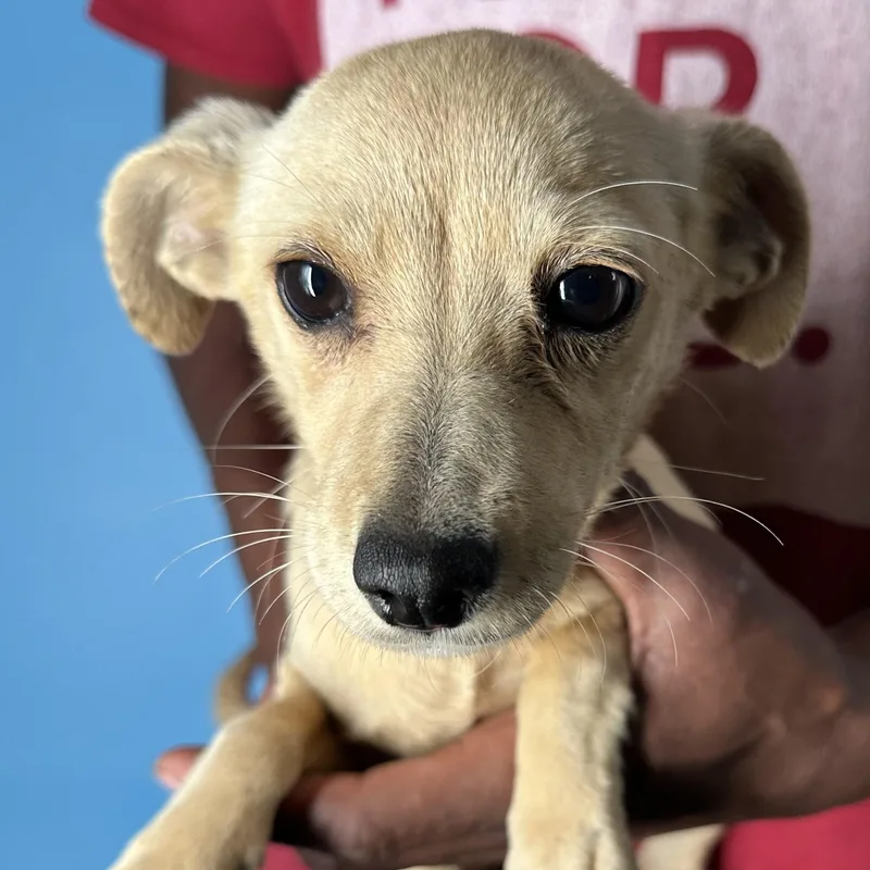 Millie  Local April thumbnail 4