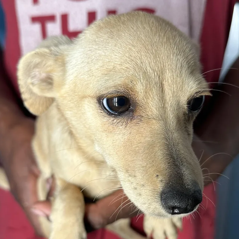 Millie  Local April thumbnail 5