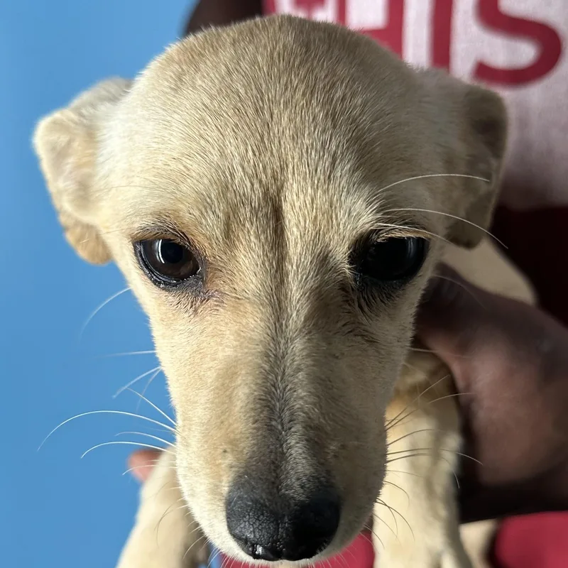 Millie  Local April thumbnail 6