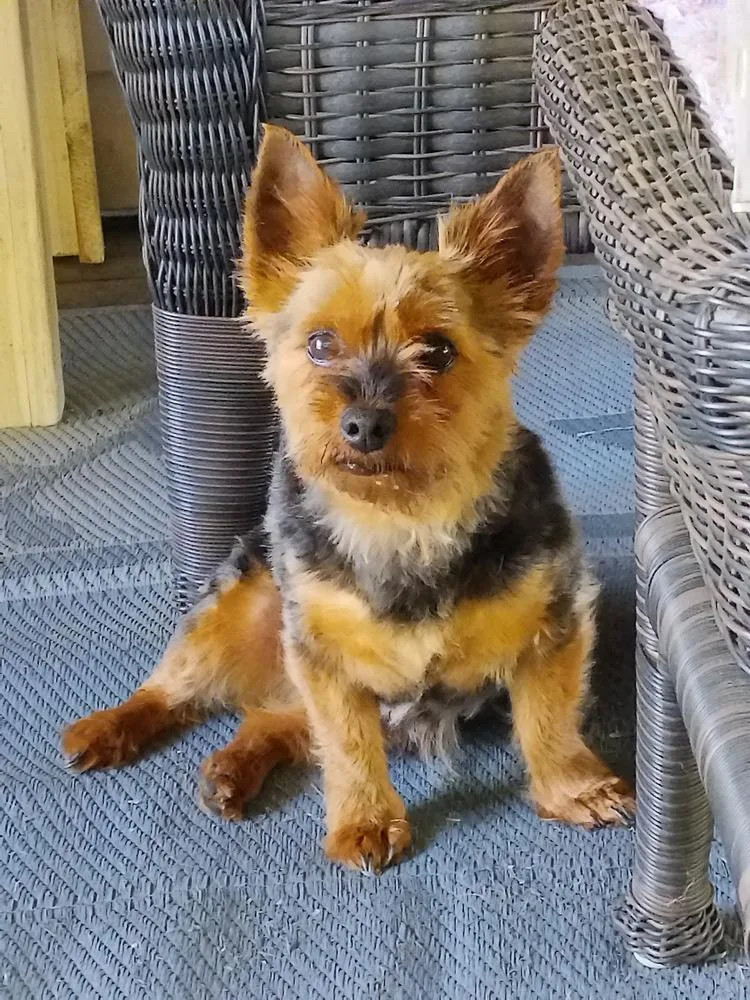 An adult small-sized male Yorkshire Terrier dog named Mello for adoption in East Greenville, PA