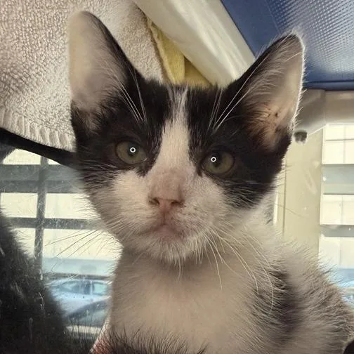 A baby small-sized male Domestic Short Hair cat named Gill for adoption in Los Angeles, CA