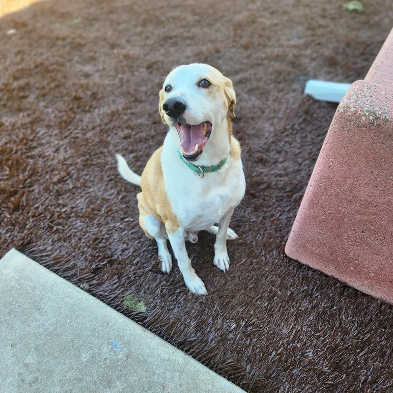 A senior medium-sized male White / Cream Smooth Collie dog named Leroy for adoption in Waupun, WI