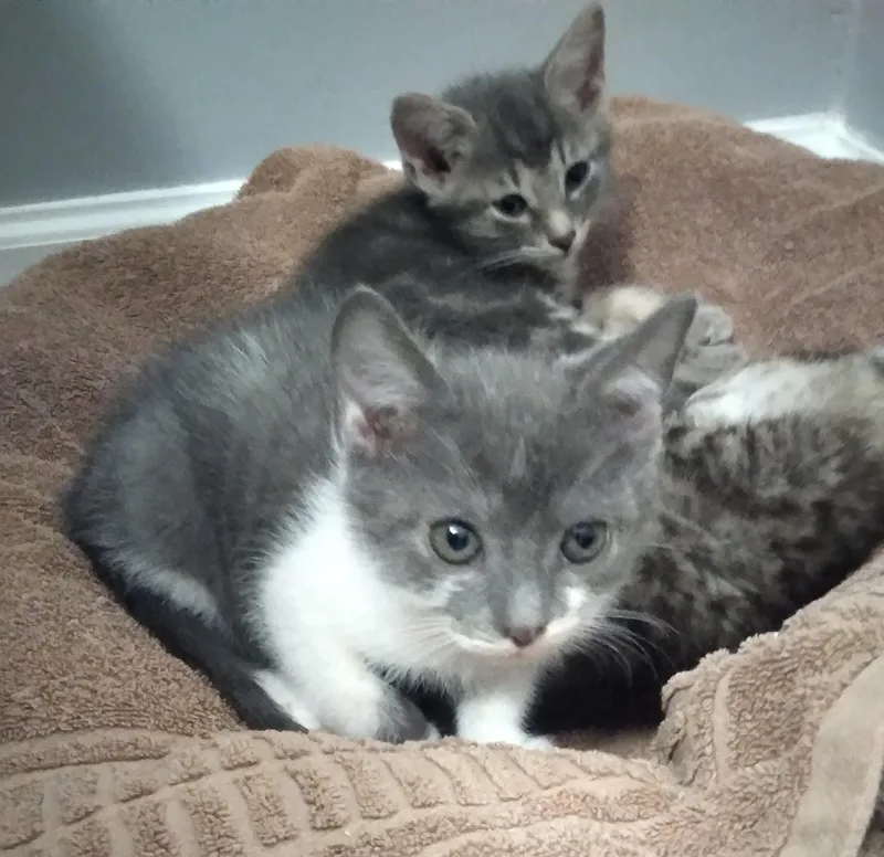 A baby medium-sized male Gray & White Domestic Short Hair cat named Officer Hightower for adoption in Nashville, TN