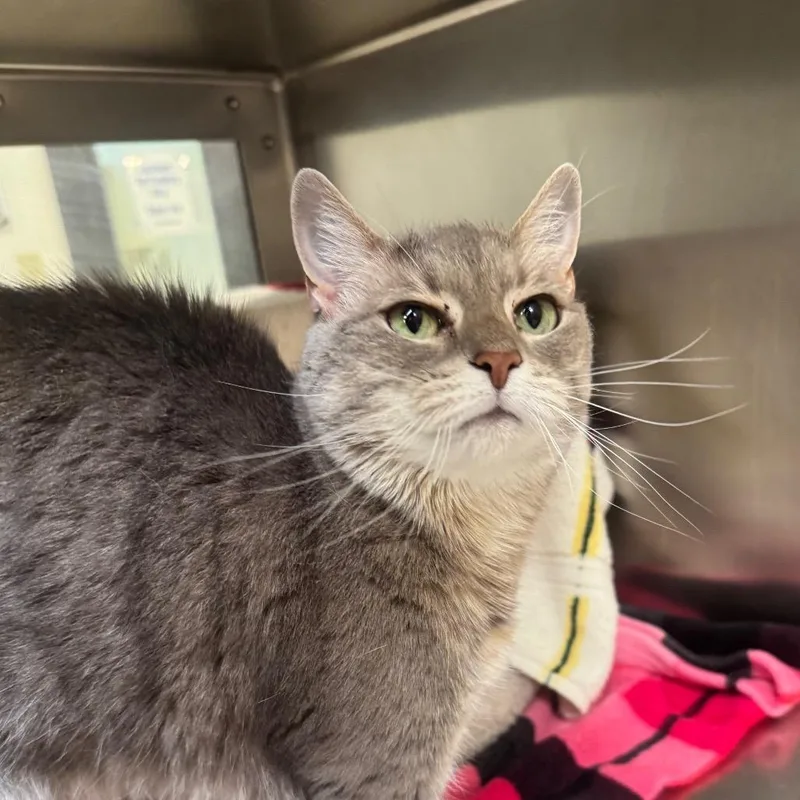 A senior large-sized female Gray / Blue / Silver Domestic Short Hair cat named Sweet Pea for adoption in York, PA