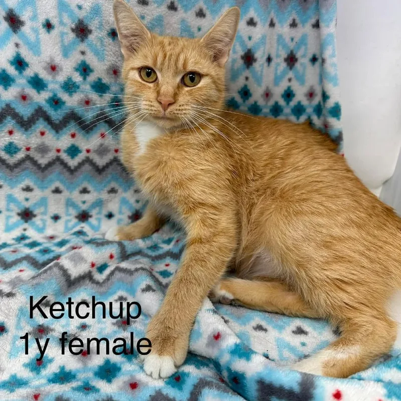 A young small-sized female Domestic Short Hair cat named Ketchup for adoption in New Tazewell, TN