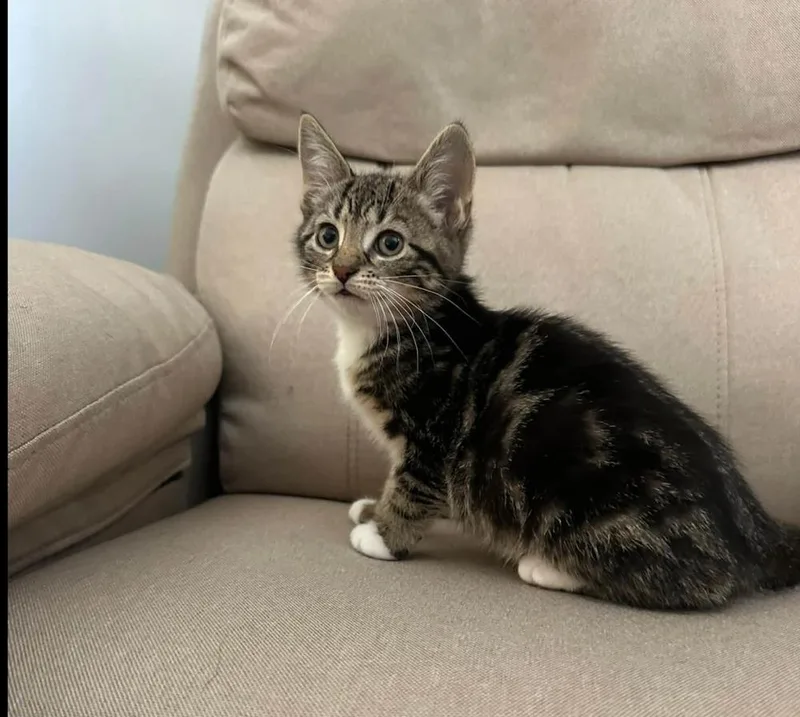 A baby small-sized female Brown / Chocolate Domestic Short Hair cat named Acme Corporation: Dina Mite for adoption in Warren, CT