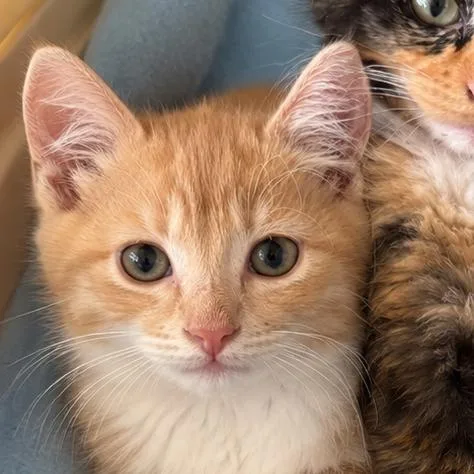 A baby small-sized male Domestic Medium Hair cat named Darwin RJ for adoption in Columbia, MO