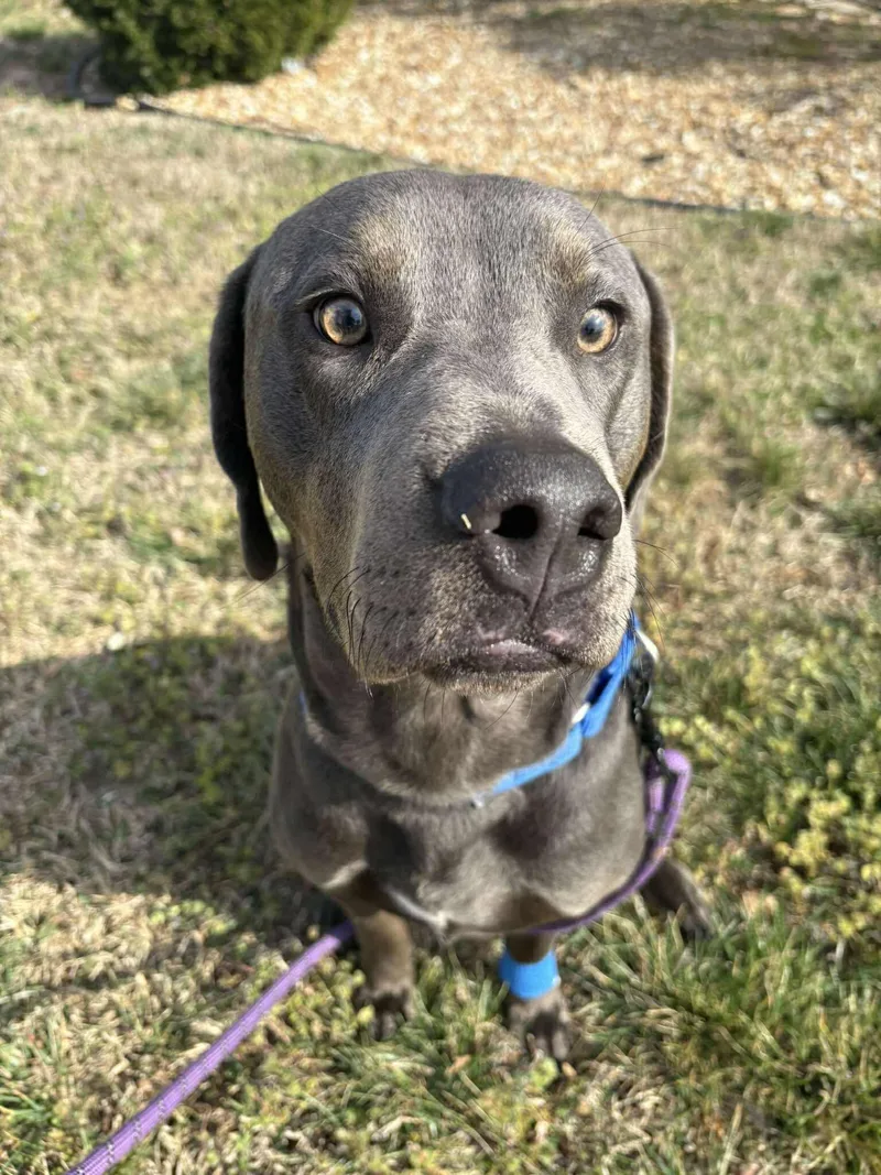 An adult large-sized male Gray / Blue / Silver Weimaraner dog named Koa for adoption in St. Louis, MO