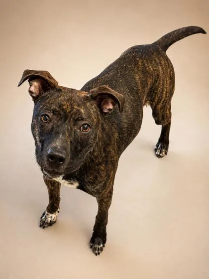An adult medium-sized male Mountain Cur dog named Ziggie for adoption in Bowling Green, KY