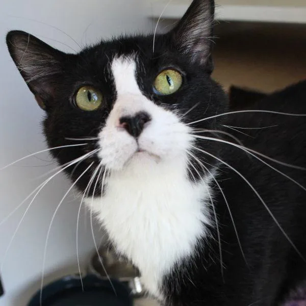 An adult medium-sized male Domestic Short Hair cat named Monte for adoption in Des Moines, IA
