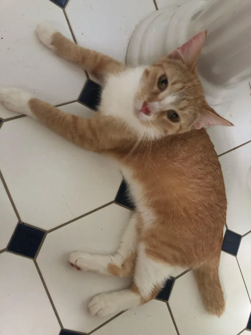 Shorty Pants thumbnail 2