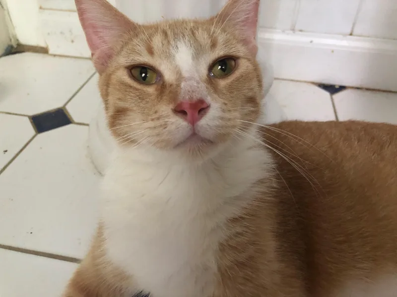 Shorty Pants thumbnail 3