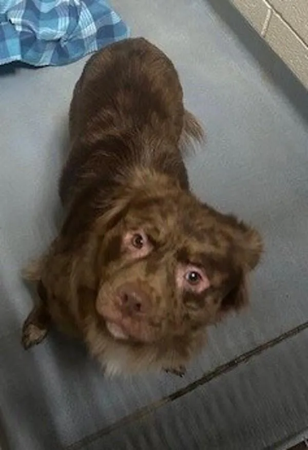 An adult large-sized male Australian Shepherd dog named Richard for adoption in Dallas, GA