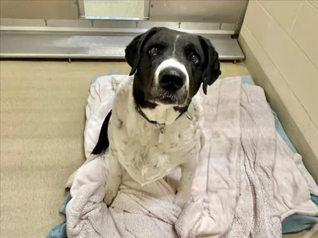 A senior large-sized male Labrador Retriever dog named Bubba for adoption in Chapel Hill, NC