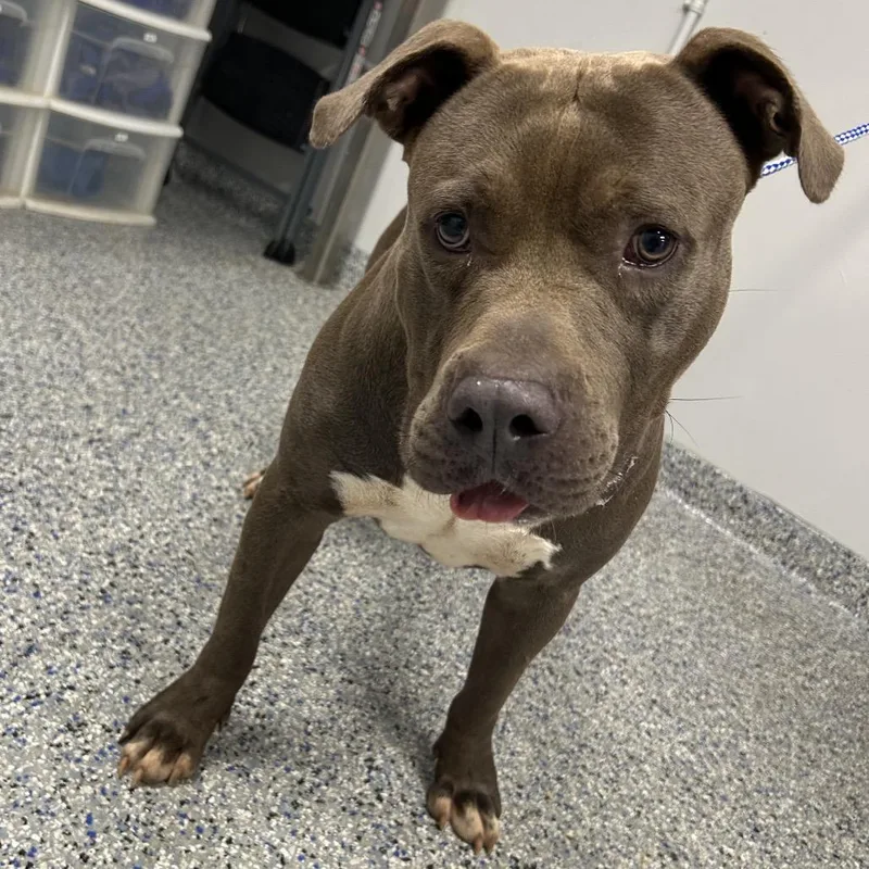 An adult large-sized male Gray / Blue / Silver Mixed Breed dog named Clyde for adoption in Greenville, SC