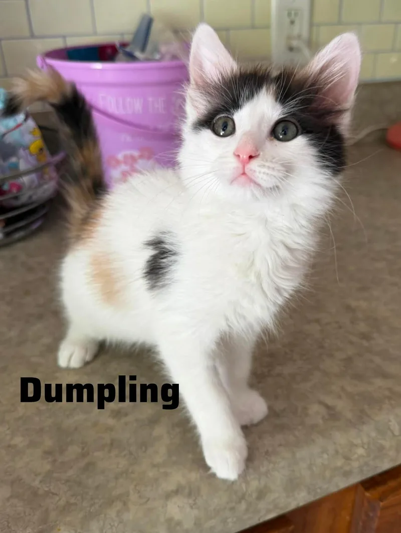 A baby small-sized female White Domestic Medium Hair cat named Dumpling for adoption in Shrewsbury, MA