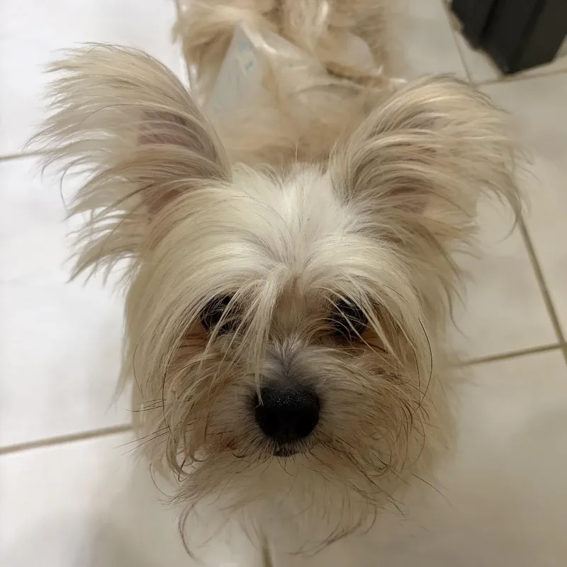 Tiny
