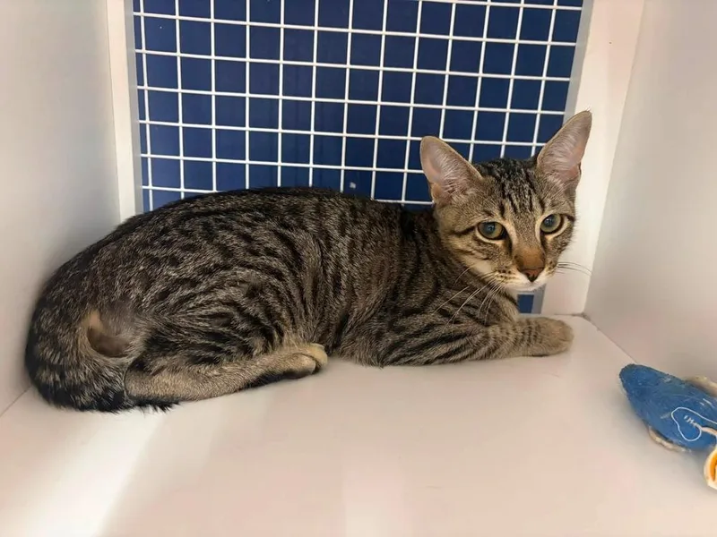 A baby small-sized male Domestic Short Hair cat named Heathcliff for adoption in Dallas, TX