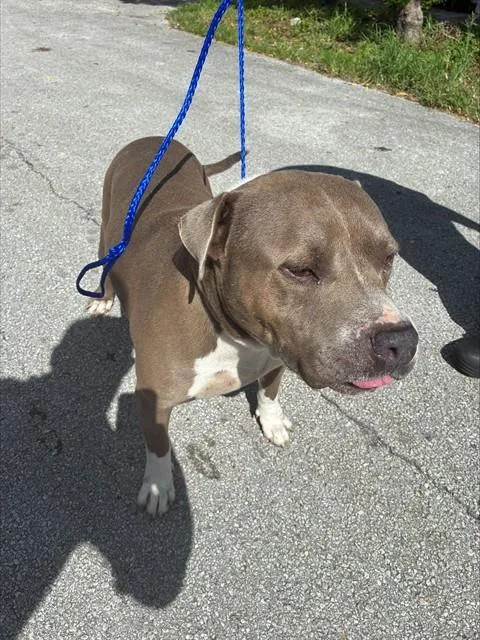 An adult large-sized male Pit Bull Terrier dog named Benny for adoption in Miami, FL