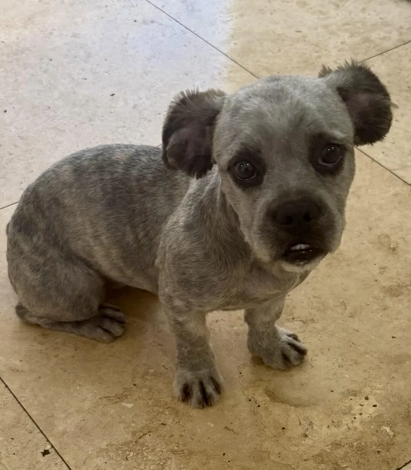 Fluffy Frenchie Hypoallergenic Puppy