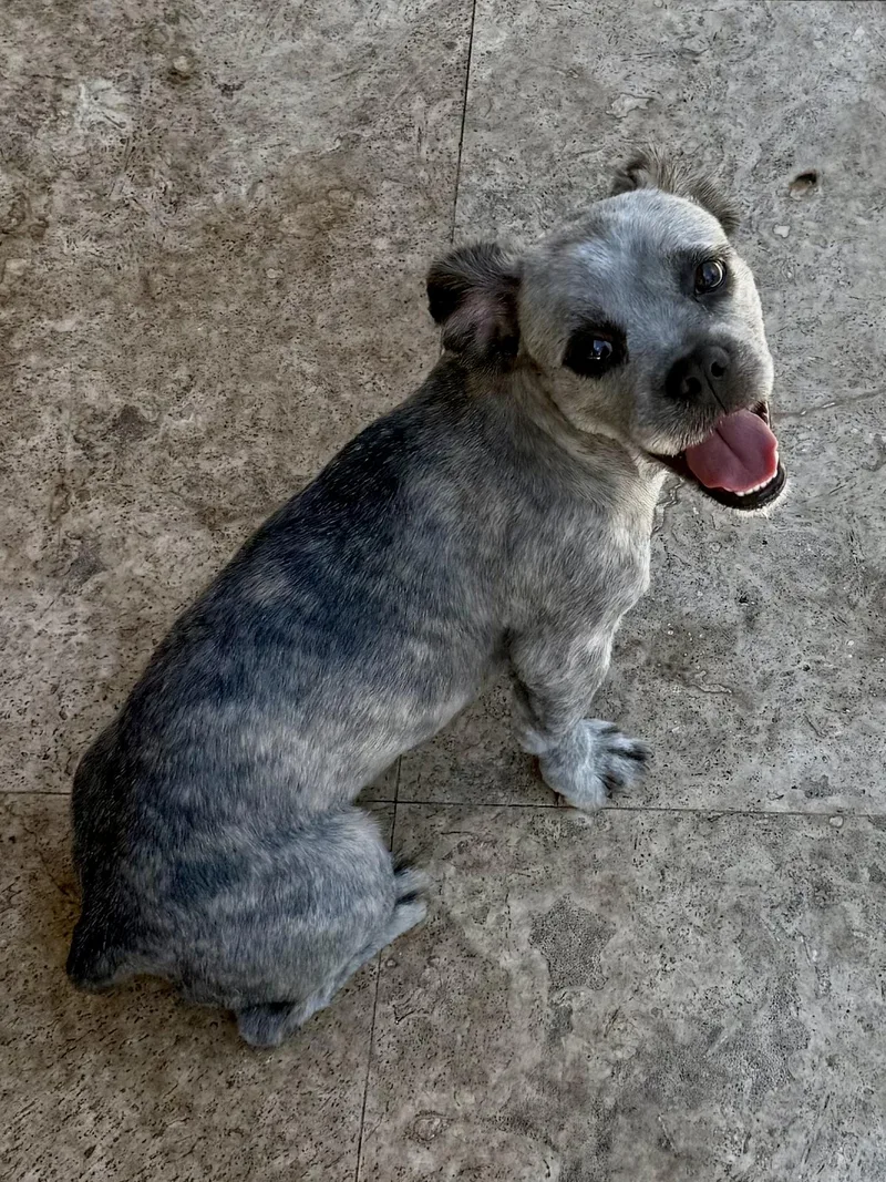 Fluffy Frenchie Hypoallergenic Puppy thumbnail 2