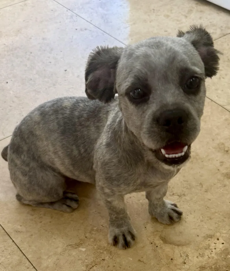 Fluffy Frenchie Hypoallergenic Puppy thumbnail 3