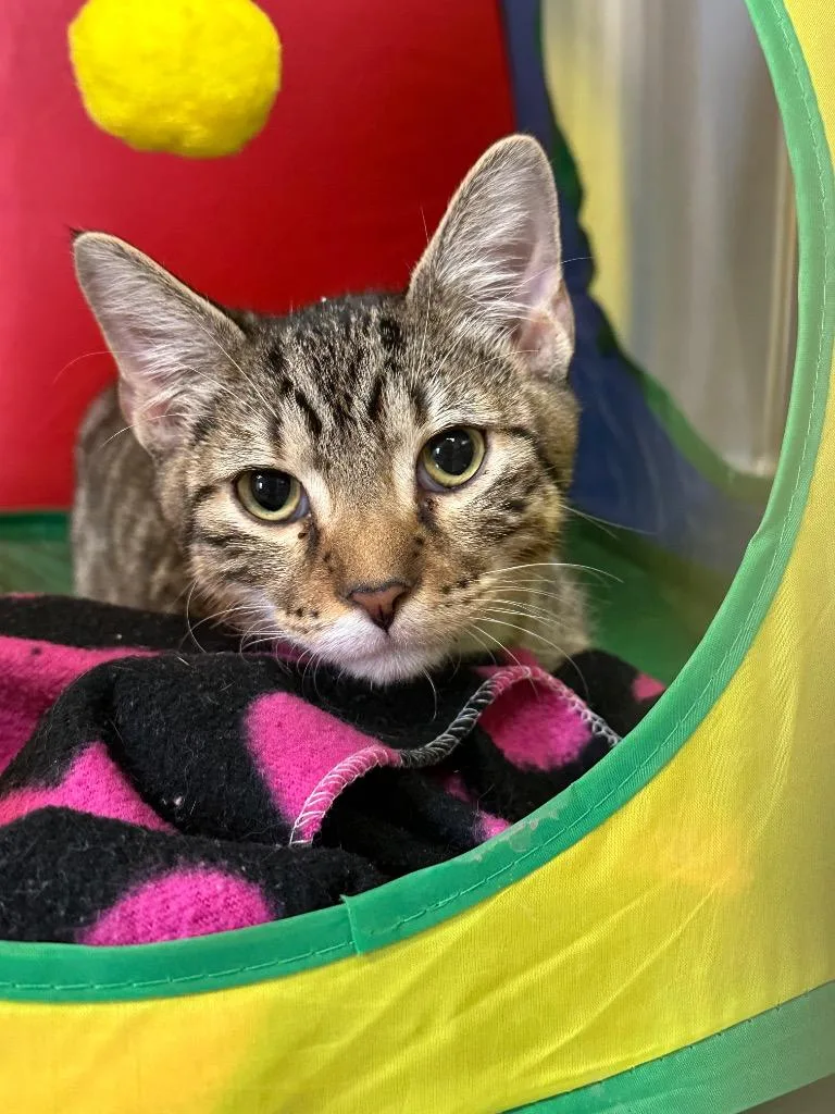 A baby medium-sized male Domestic Short Hair cat named Morgan Freeman for adoption in Jonesboro, AR