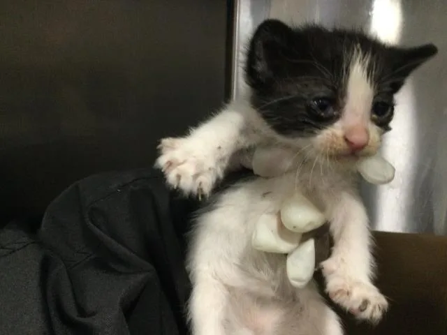 A baby small-sized male Domestic Short Hair cat named Rain for adoption in Thousand Palms, CA
