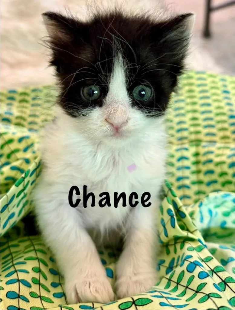 Chance