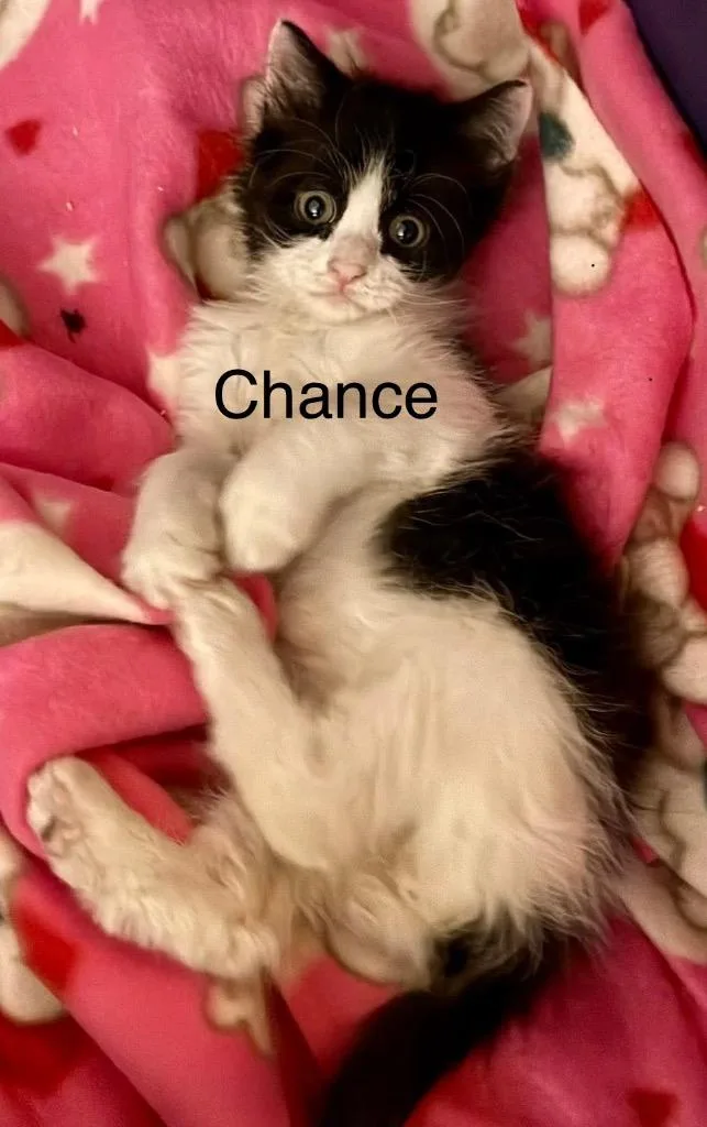 Chance thumbnail 2