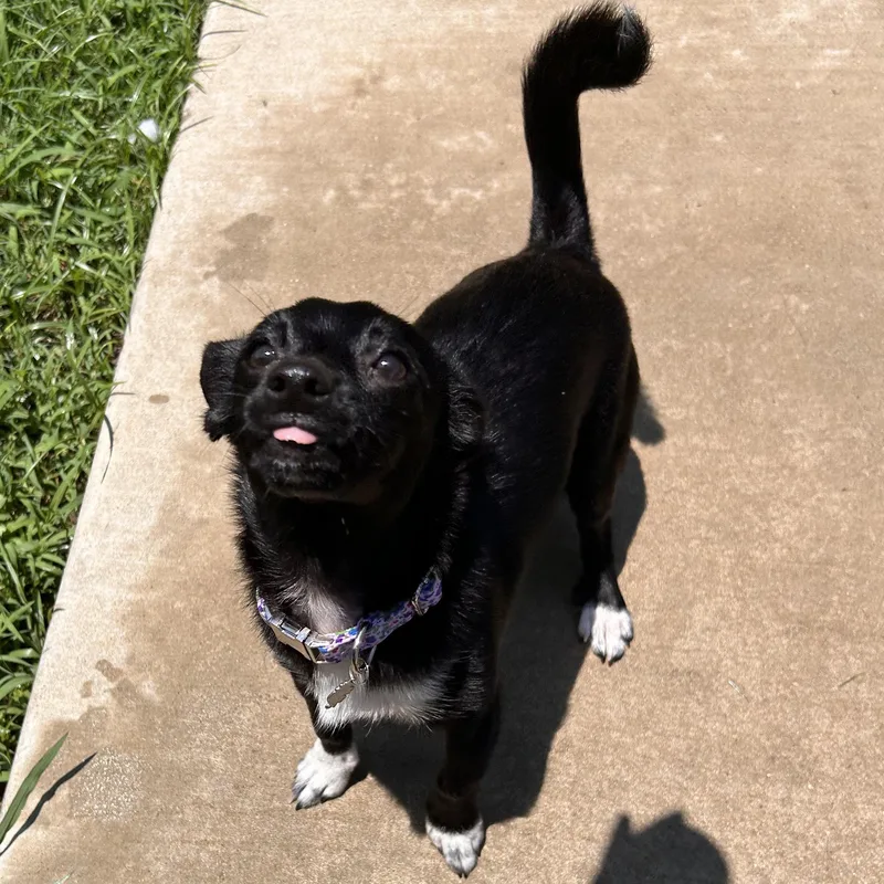 Cici